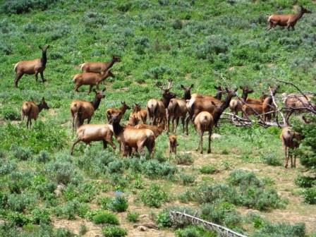 The elk were curious but kept there distance